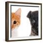 Cute Cat and Dog Faces Isolated on White-Yastremska-Framed Photographic Print