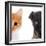 Cute Cat and Dog Faces Isolated on White-Yastremska-Framed Photographic Print