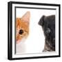 Cute Cat and Dog Faces Isolated on White-Yastremska-Framed Photographic Print