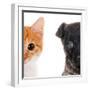 Cute Cat and Dog Faces Isolated on White-Yastremska-Framed Photographic Print