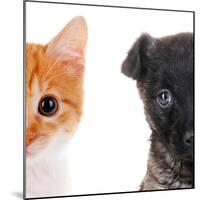 Cute Cat and Dog Faces Isolated on White-Yastremska-Mounted Photographic Print