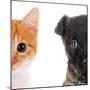Cute Cat and Dog Faces Isolated on White-Yastremska-Mounted Photographic Print