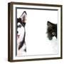 Cute Cat and Dog Faces Isolated on White-Yastremska-Framed Photographic Print