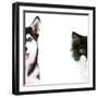 Cute Cat and Dog Faces Isolated on White-Yastremska-Framed Photographic Print
