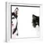 Cute Cat and Dog Faces Isolated on White-Yastremska-Framed Photographic Print