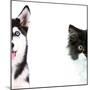Cute Cat and Dog Faces Isolated on White-Yastremska-Mounted Photographic Print