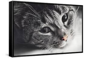 Cute Cat Lying in Lazy, Sleepy Pose Looking at the Camera with its Magnetic Eyes. close Portrait. B-Michal Bednarek-Framed Stretched Canvas