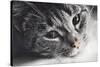 Cute Cat Lying in Lazy, Sleepy Pose Looking at the Camera with its Magnetic Eyes. close Portrait. B-Michal Bednarek-Stretched Canvas