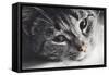 Cute Cat Lying in Lazy, Sleepy Pose Looking at the Camera with its Magnetic Eyes. close Portrait. B-Michal Bednarek-Framed Stretched Canvas