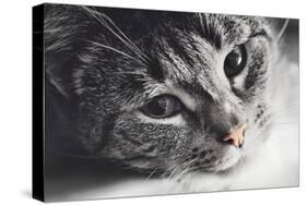 Cute Cat Lying in Lazy, Sleepy Pose Looking at the Camera with its Magnetic Eyes. close Portrait. B-Michal Bednarek-Stretched Canvas