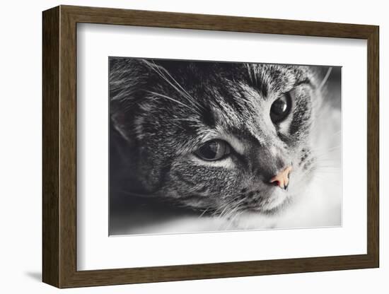 Cute Cat Lying in Lazy, Sleepy Pose Looking at the Camera with its Magnetic Eyes. close Portrait. B-Michal Bednarek-Framed Photographic Print