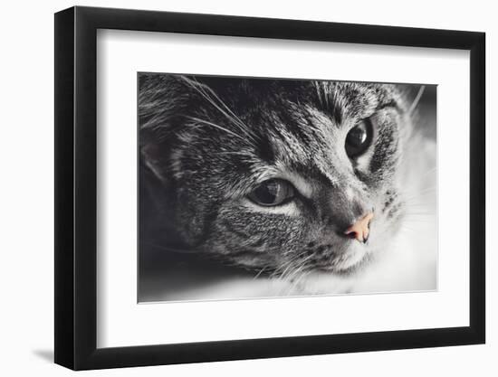 Cute Cat Lying in Lazy, Sleepy Pose Looking at the Camera with its Magnetic Eyes. close Portrait. B-Michal Bednarek-Framed Photographic Print