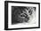 Cute Cat Lying in Lazy, Sleepy Pose Looking at the Camera with its Magnetic Eyes. close Portrait. B-Michal Bednarek-Framed Photographic Print