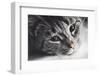 Cute Cat Lying in Lazy, Sleepy Pose Looking at the Camera with its Magnetic Eyes. close Portrait. B-Michal Bednarek-Framed Photographic Print