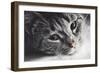 Cute Cat Lying in Lazy, Sleepy Pose Looking at the Camera with its Magnetic Eyes. close Portrait. B-Michal Bednarek-Framed Photographic Print