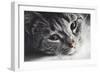 Cute Cat Lying in Lazy, Sleepy Pose Looking at the Camera with its Magnetic Eyes. close Portrait. B-Michal Bednarek-Framed Photographic Print