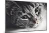Cute Cat Lying in Lazy, Sleepy Pose Looking at the Camera with its Magnetic Eyes. close Portrait. B-Michal Bednarek-Mounted Photographic Print
