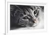 Cute Cat Lying in Lazy, Sleepy Pose Looking at the Camera with its Magnetic Eyes. close Portrait. B-Michal Bednarek-Framed Photographic Print