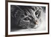 Cute Cat Lying in Lazy, Sleepy Pose Looking at the Camera with its Magnetic Eyes. close Portrait. B-Michal Bednarek-Framed Photographic Print