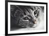 Cute Cat Lying in Lazy, Sleepy Pose Looking at the Camera with its Magnetic Eyes. close Portrait. B-Michal Bednarek-Framed Photographic Print