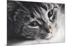 Cute Cat Lying in Lazy, Sleepy Pose Looking at the Camera with its Magnetic Eyes. close Portrait. B-Michal Bednarek-Mounted Photographic Print