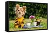 Cute Chihuahua Dog At The Picnic In Summer Garden-vitalytitov-Framed Stretched Canvas