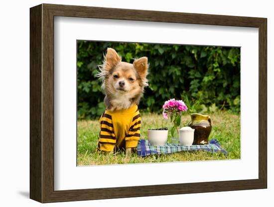 Cute Chihuahua Dog At The Picnic In Summer Garden-vitalytitov-Framed Photographic Print