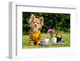 Cute Chihuahua Dog At The Picnic In Summer Garden-vitalytitov-Framed Photographic Print