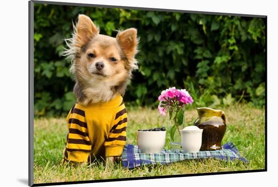 Cute Chihuahua Dog At The Picnic In Summer Garden-vitalytitov-Mounted Photographic Print