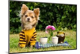 Cute Chihuahua Dog At The Picnic In Summer Garden-vitalytitov-Mounted Photographic Print