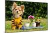 Cute Chihuahua Dog At The Picnic In Summer Garden-vitalytitov-Mounted Photographic Print
