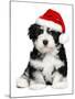 Cute Christmas Havanese Puppy Dog with a Santa Hat-mdorottya-Mounted Premium Photographic Print