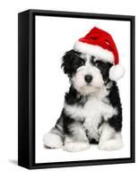 Cute Christmas Havanese Puppy Dog with a Santa Hat-mdorottya-Framed Stretched Canvas