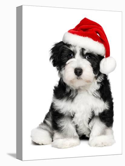 Cute Christmas Havanese Puppy Dog with a Santa Hat-mdorottya-Stretched Canvas