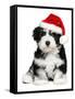 Cute Christmas Havanese Puppy Dog with a Santa Hat-mdorottya-Framed Stretched Canvas