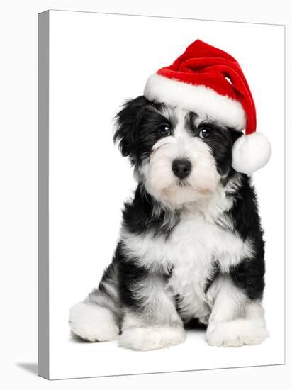 Cute Christmas Havanese Puppy Dog with a Santa Hat-mdorottya-Stretched Canvas