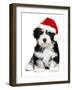 Cute Christmas Havanese Puppy Dog with a Santa Hat-mdorottya-Framed Photographic Print