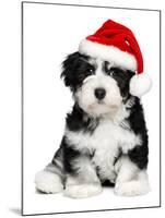 Cute Christmas Havanese Puppy Dog with a Santa Hat-mdorottya-Mounted Photographic Print