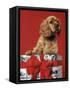 CUTE COCKER SPANIEL PUPPY PEEKING OUT OF CHRISTMAS GIFT BOX RED RIBBON-Panoramic Images-Framed Stretched Canvas