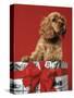 CUTE COCKER SPANIEL PUPPY PEEKING OUT OF CHRISTMAS GIFT BOX RED RIBBON-Panoramic Images-Stretched Canvas
