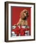 CUTE COCKER SPANIEL PUPPY PEEKING OUT OF CHRISTMAS GIFT BOX RED RIBBON-Panoramic Images-Framed Photographic Print