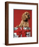 CUTE COCKER SPANIEL PUPPY PEEKING OUT OF CHRISTMAS GIFT BOX RED RIBBON-Panoramic Images-Framed Photographic Print