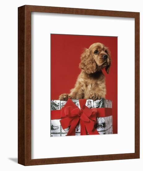 CUTE COCKER SPANIEL PUPPY PEEKING OUT OF CHRISTMAS GIFT BOX RED RIBBON-Panoramic Images-Framed Photographic Print