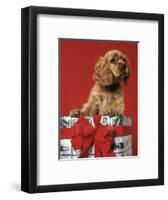 CUTE COCKER SPANIEL PUPPY PEEKING OUT OF CHRISTMAS GIFT BOX RED RIBBON-Panoramic Images-Framed Photographic Print