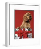 CUTE COCKER SPANIEL PUPPY PEEKING OUT OF CHRISTMAS GIFT BOX RED RIBBON-Panoramic Images-Framed Photographic Print