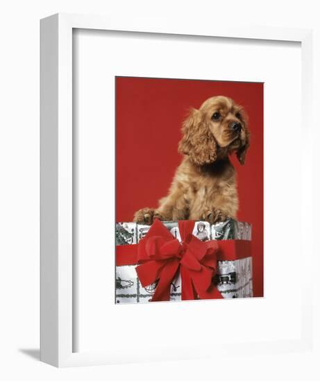 CUTE COCKER SPANIEL PUPPY PEEKING OUT OF CHRISTMAS GIFT BOX RED RIBBON-Panoramic Images-Framed Photographic Print