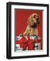 CUTE COCKER SPANIEL PUPPY PEEKING OUT OF CHRISTMAS GIFT BOX RED RIBBON-Panoramic Images-Framed Photographic Print