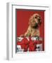 CUTE COCKER SPANIEL PUPPY PEEKING OUT OF CHRISTMAS GIFT BOX RED RIBBON-Panoramic Images-Framed Photographic Print