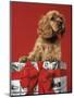 CUTE COCKER SPANIEL PUPPY PEEKING OUT OF CHRISTMAS GIFT BOX RED RIBBON-Panoramic Images-Mounted Photographic Print