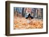 Cute Corgi Dog in Fancy Black Hat Sitting in Autumn Park with Pumpkin for Halloween-Nataba-Framed Photographic Print